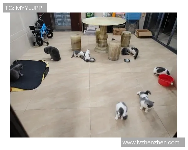 猫咪足球窝的快乐时光猫咪与足球的奇妙冒险与温馨瞬间